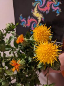 Safflower (Färberdistel, dyer thistle, false saffron) + Mandelbrot-Fraktal