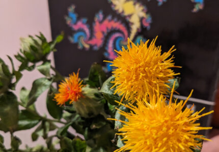 safflower-squared