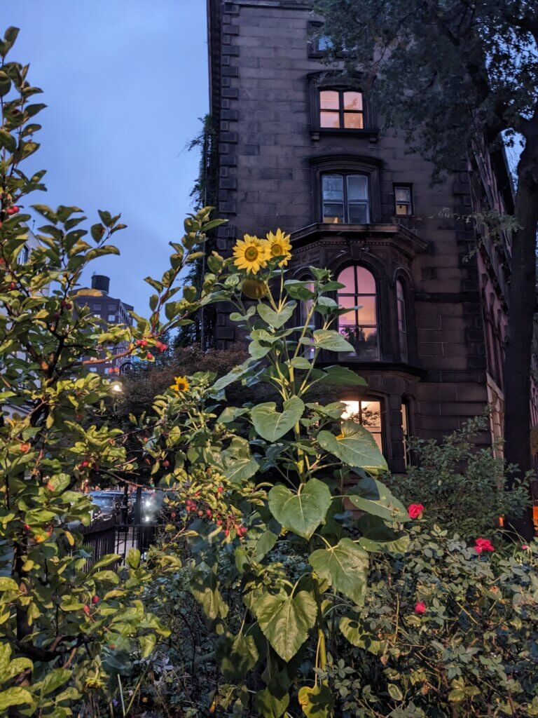 Sunflowers in front of a dark house in the West Village